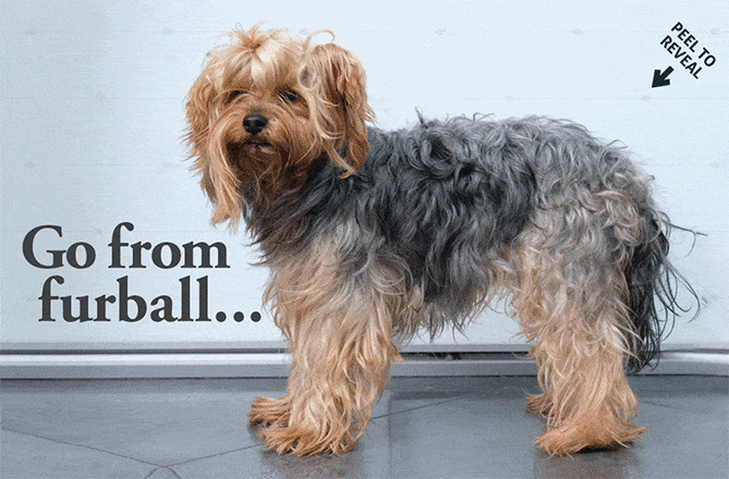 A scruffy Yorkshire Terrier stands indoors beside the text Go from furball..., then transforms into a neatly groomed dog with a bow, under the words To flawless! and an arrow labeled Peel to reveal, promoting Tension Envelope's Peel and Reveal Envelopes.